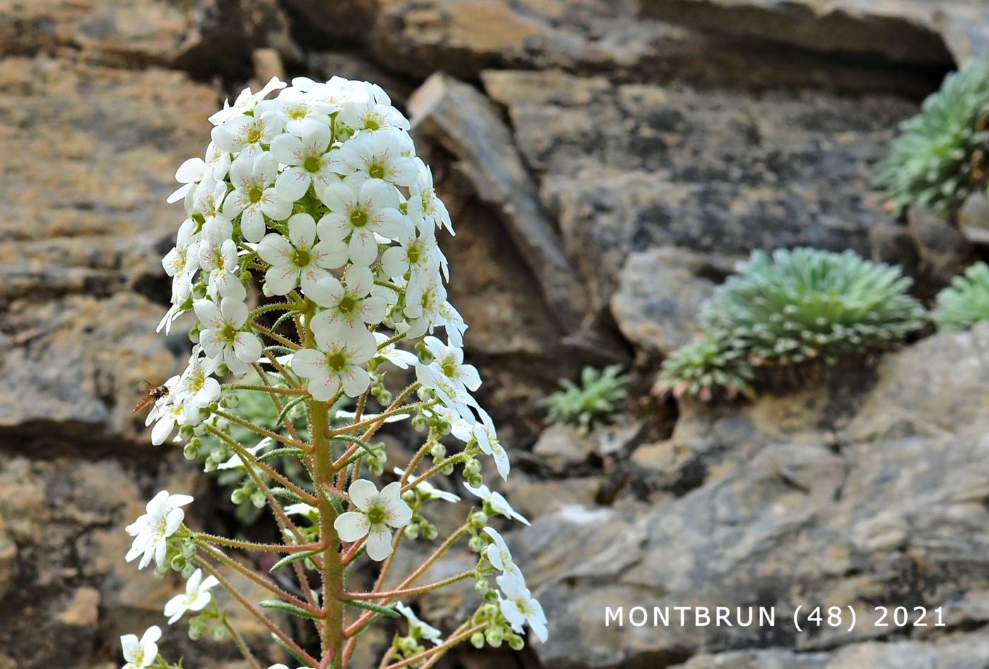 Saxifrage, Pyrenean flower
